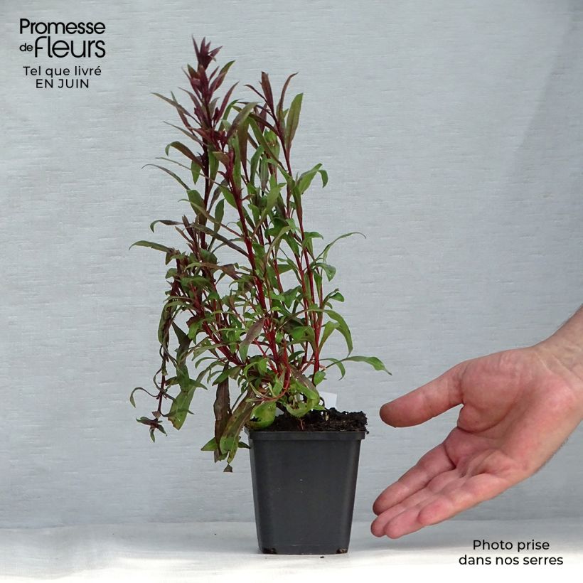 Ejemplar de Gaura lindheimeri Siskiyou pink Maceta de 8/9 cm entregado en verano