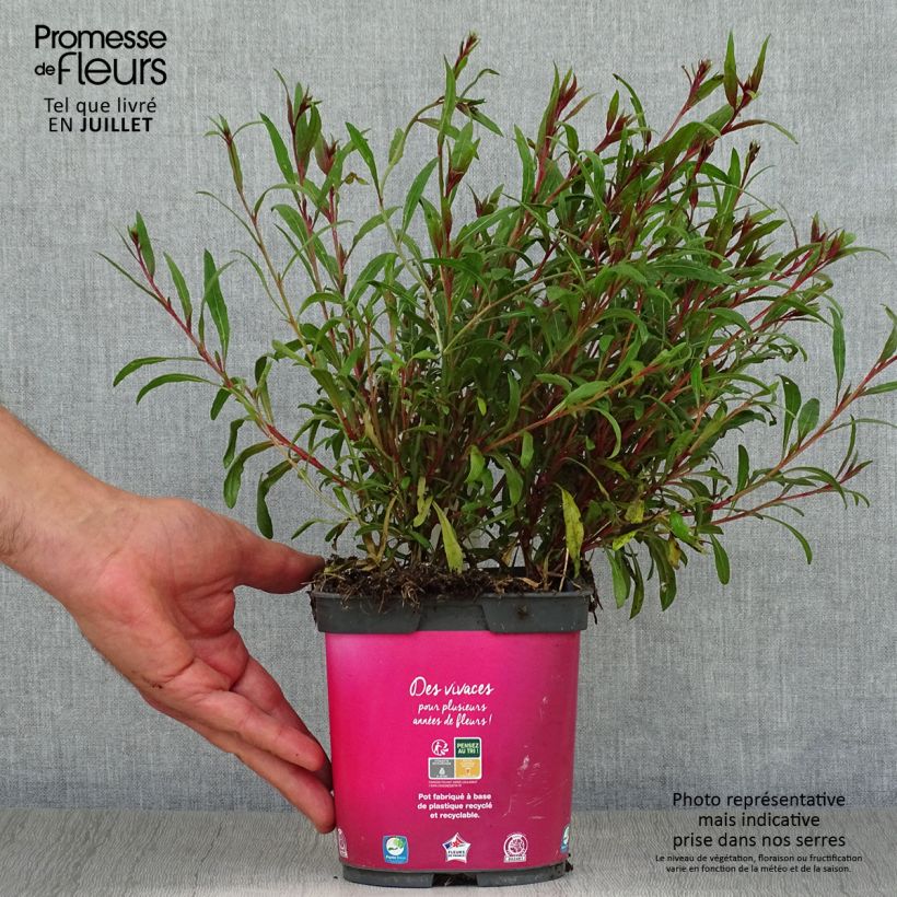 Ejemplar de Gaura lindheimeri Siskiyou pink Maceta 2L/3L entregado en verano