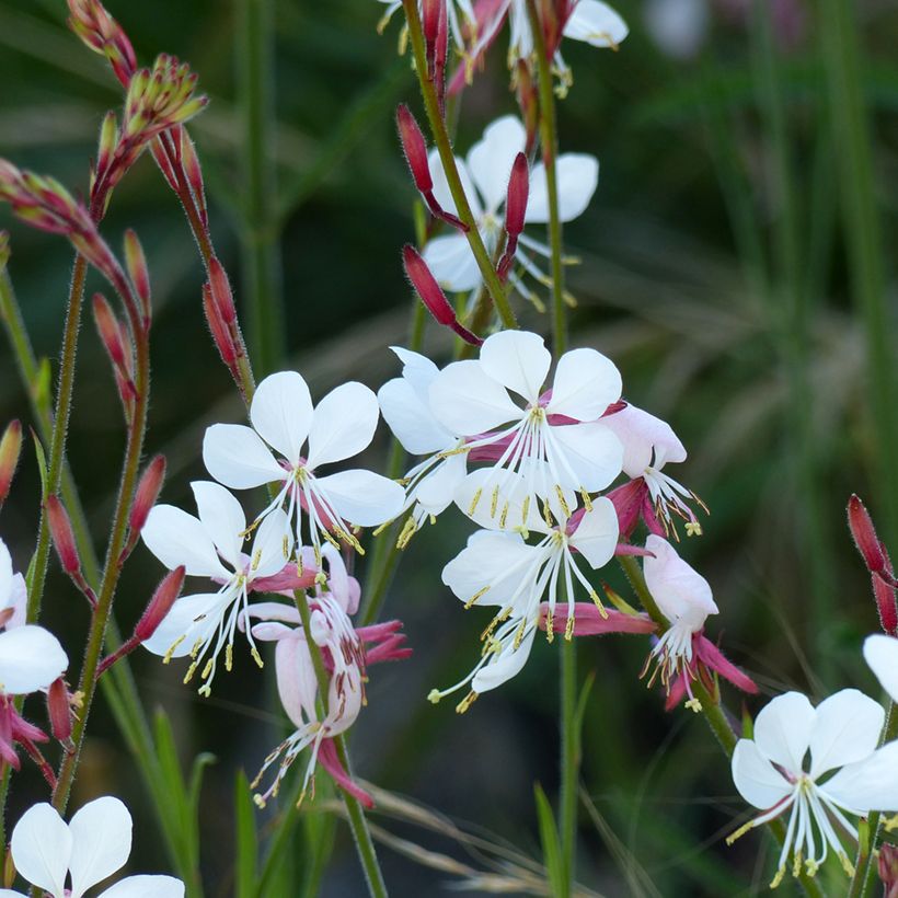 Gaura lindheimerii The Bride (Floración)