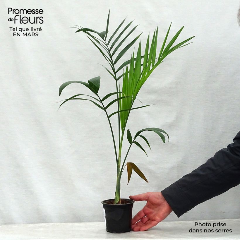 Gaussia maya - Palma cambo Maceta de 12 cm / 13 cmAltura de entrega aprox. 50/60cm Ejemplar entregado en la primavera