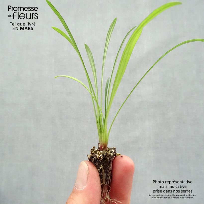 Gazania rigens Wonderwall mix minicepellón: de 2,2 cm x 2 cm en bandeja de cultivo por 35 Ejemplar entregado en la primavera