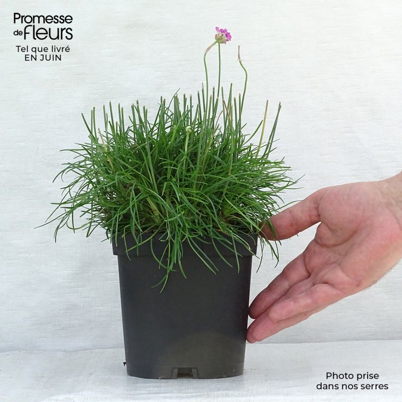 Ejemplar de Clavelina del mar Düsseldorfer Stolz - Armeria maritima Maceta 2L/3L entregado en verano