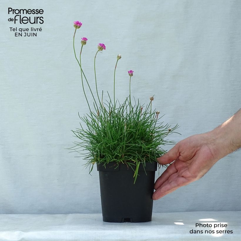 Ejemplar de Clavelina del mar Splendens - Armeria maritima Maceta 2L/3L entregado en verano