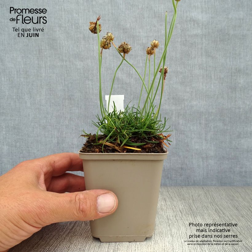 Ejemplar de Clavelina del mar Düsseldorfer Stolz - Armeria maritima Maceta de 8/9 cm entregado en verano