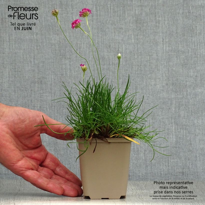 Ejemplar de Clavelina del mar Vesuvius - Armeria maritima Maceta de 8/9 cm entregado en verano