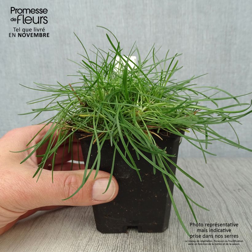 Ejemplar de Clavelina del mar Rosea - Armeria maritima Maceta de 8/9 cm entregado en otoño
