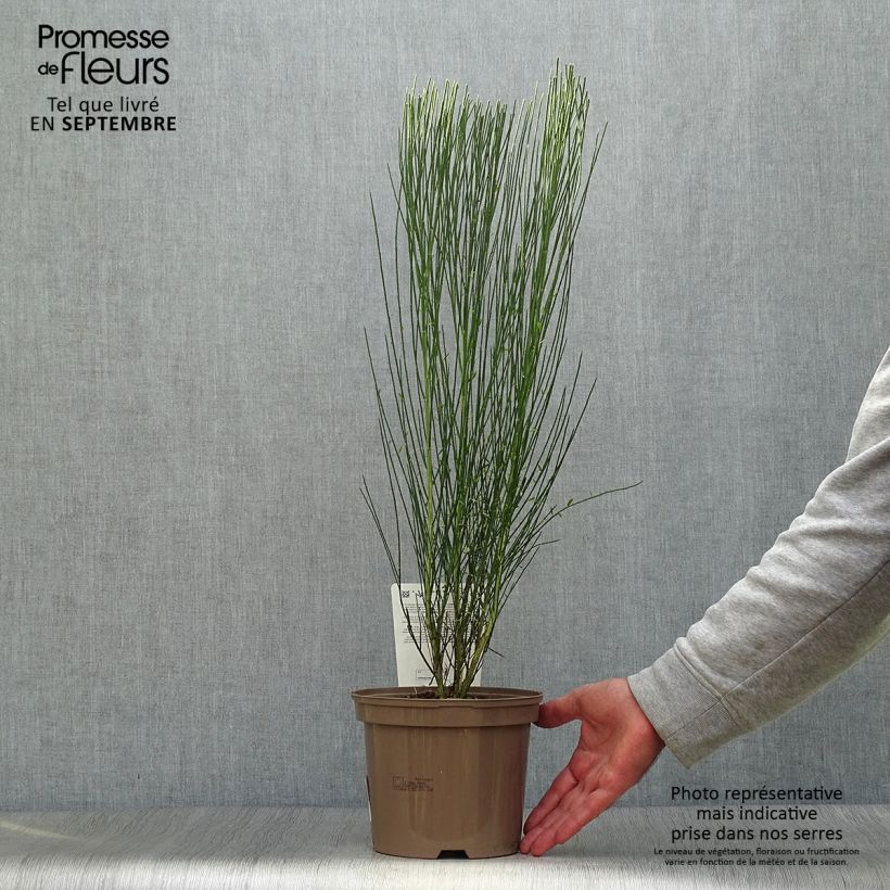 Ejemplar de Cytisus procumbens Zeelandia Maceta 1,5L/2L entregado en otoño