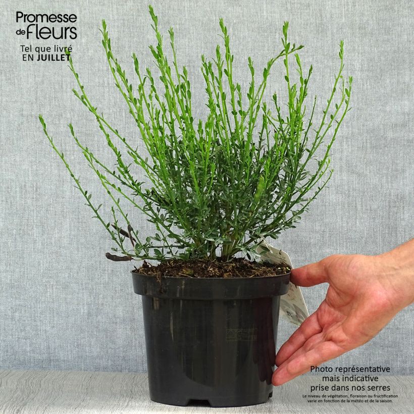 Ejemplar de Retama negra Palette - Cytisus scoparius Maceta 2L/3LAltura de entrega aprox. 60/70cm entregado en verano