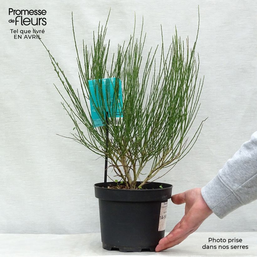 Retama negra Ruby - Cytisus scoparius Maceta 3L/4LAltura de entrega aprox. 50cm Ejemplar entregado en la primavera