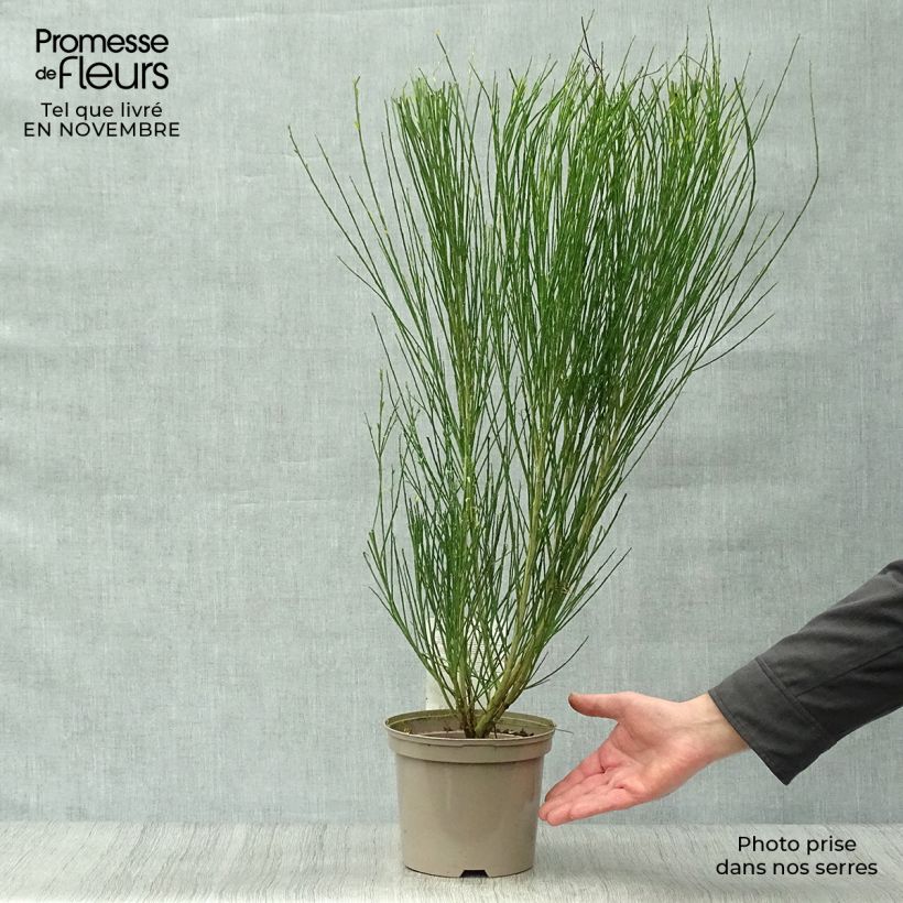 Ejemplar de Retama negra Ruby - Cytisus scoparius Maceta 3L/4L entregado en otoño