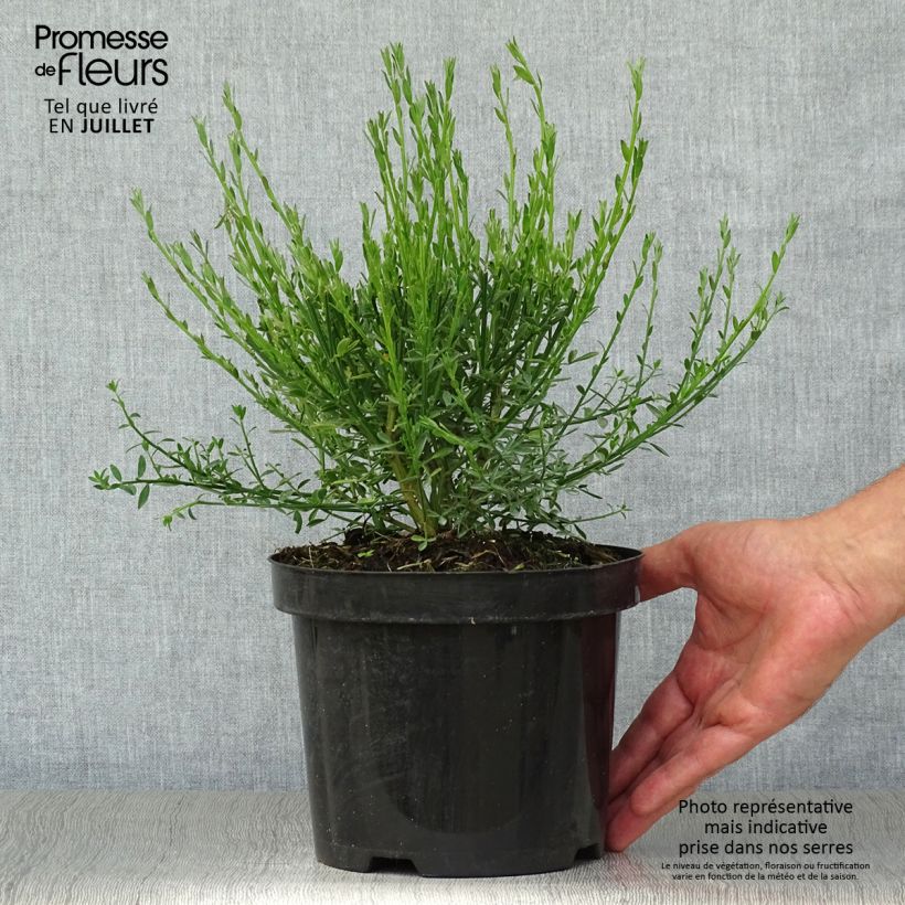 Ejemplar de Retama negra Burkwoodii - Cytisus scoparius Maceta 2L/3L entregado en verano