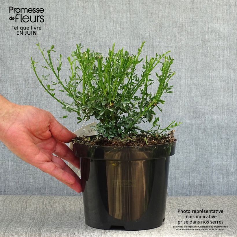 Ejemplar de Retama negra Goldfinch - Cytisus scoparius Maceta 2L/3L entregado en verano