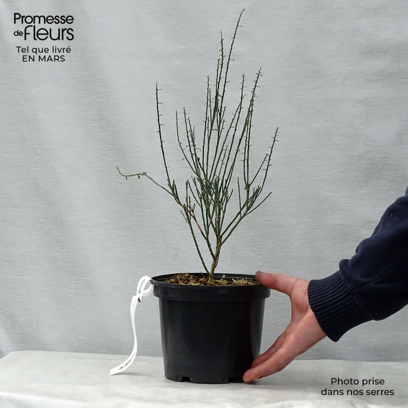 Retama negra La Coquette - Cytisus scoparius Maceta 2L/3LAltura de entrega aprox. 30/40cm Ejemplar entregado en la primavera
