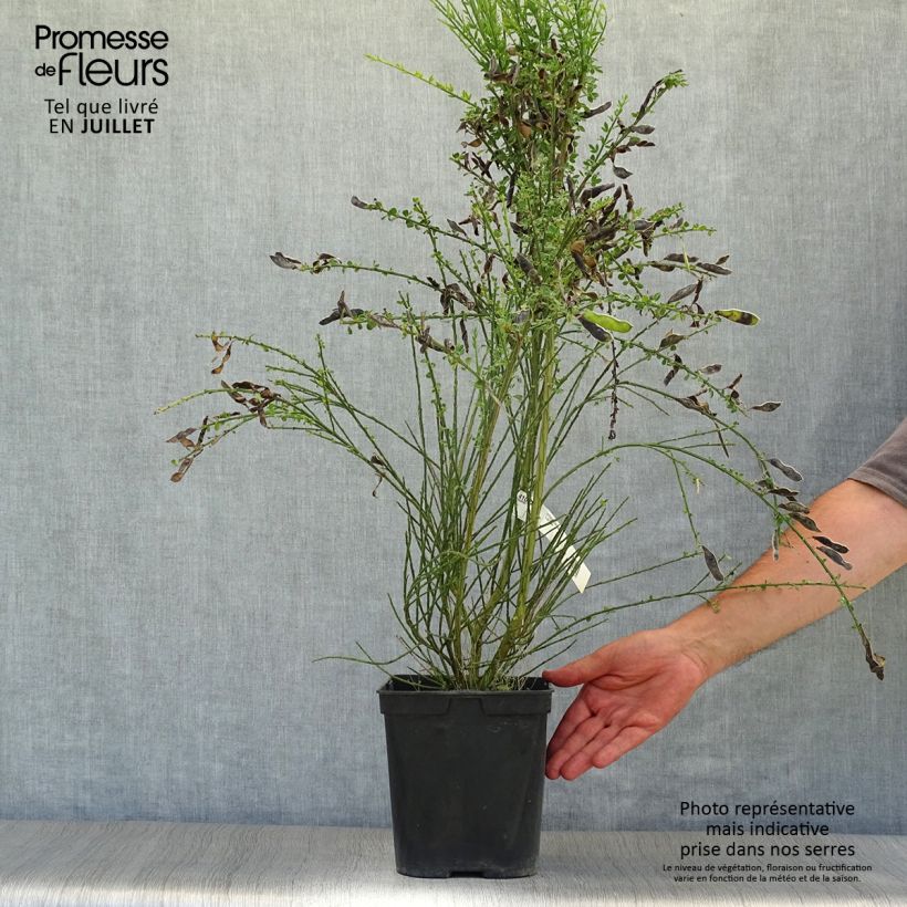 Ejemplar de Retama negra Luna - Cytisus scoparius Maceta 2L/3LAltura de entrega aprox. 20/30cm entregado en verano