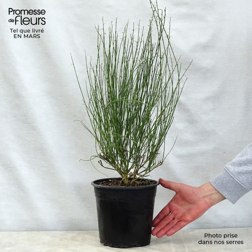 Retama negra Moyclare Pink - Cytisus scoparius Maceta 4L/5LAltura de entrega aprox. 40/50cm Ejemplar entregado en la primavera