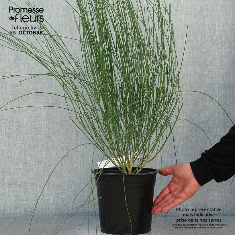 Ejemplar de Retama negra Moyclare Pink - Cytisus scoparius Maceta 4L/5L entregado en otoño