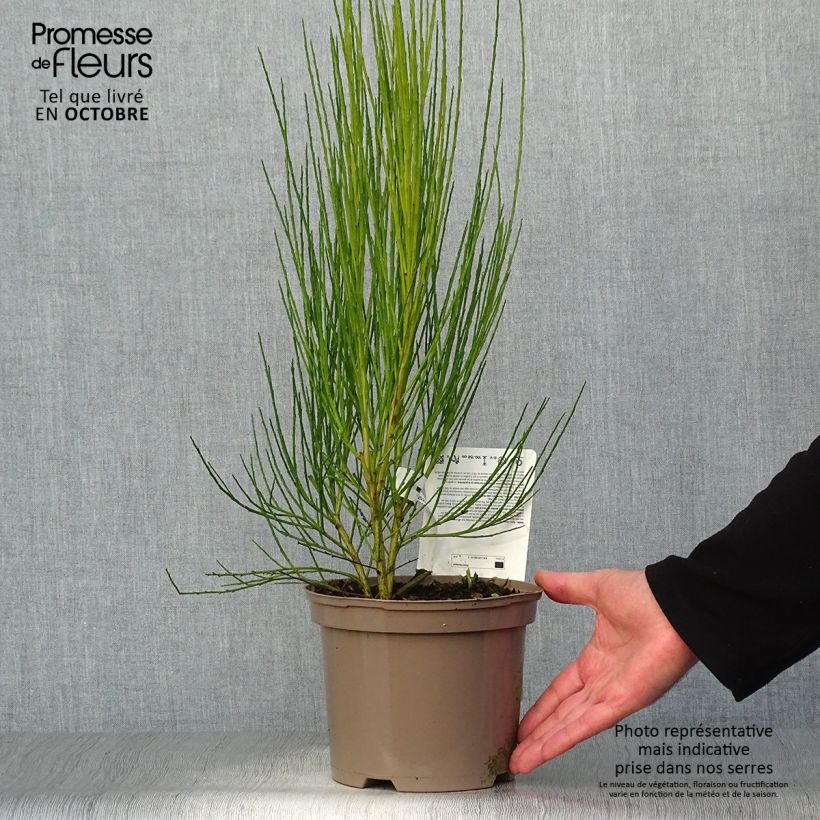 Ejemplar de Retama negra Roter Favorit - Cytisus scoparius Maceta 2L/3L entregado en otoño