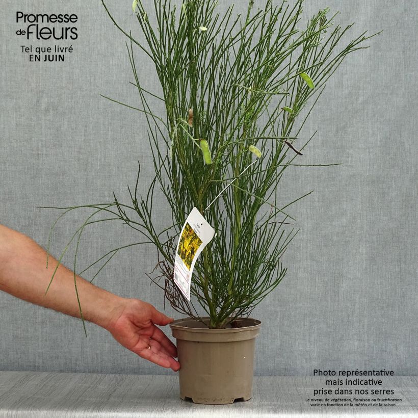 Ejemplar de Retama negra Vanesse - Cytisus scoparius Maceta 2L/3L entregado en verano