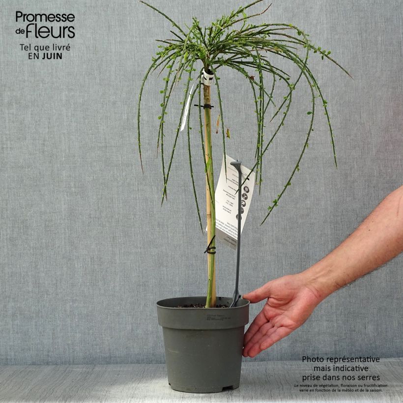 Retama negra Golden Tears - Cytisus scoparius Maceta 4L/5LAltura de entrega aprox. 70/+cm Ejemplar entregado en la primavera