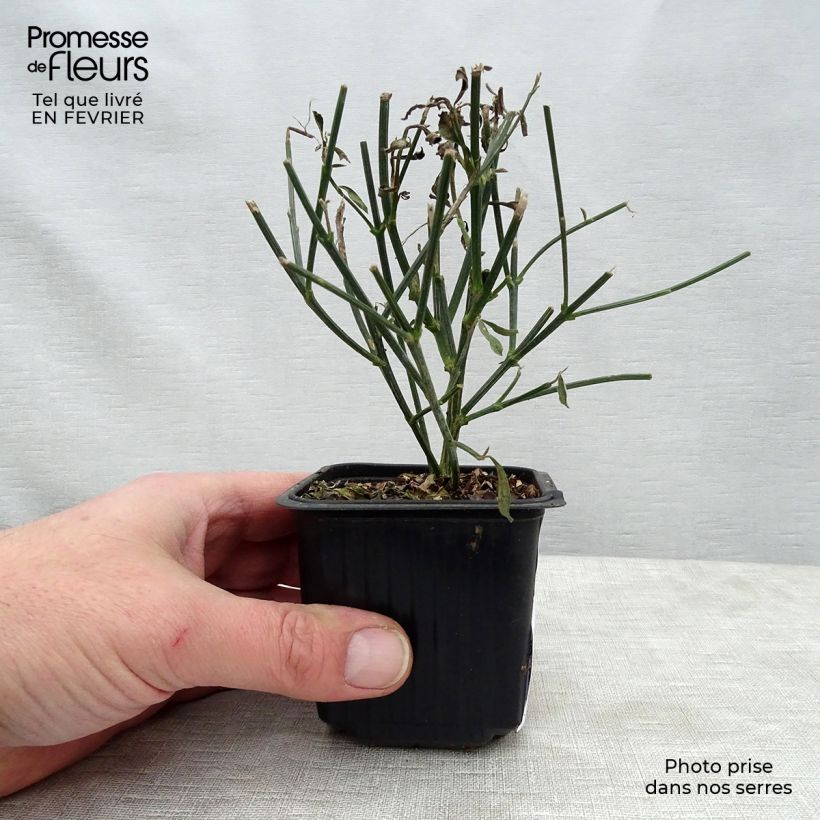 Spartium junceum - Gayomba Maceta de 8/9 cmAltura de entrega aprox. 10/15cm Ejemplar entregado en invierno