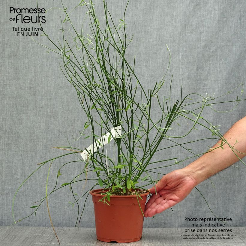 Ejemplar de Spartium junceum - Gayomba Maceta 2L/3LAltura de entrega aprox. 60/80cm entregado en verano