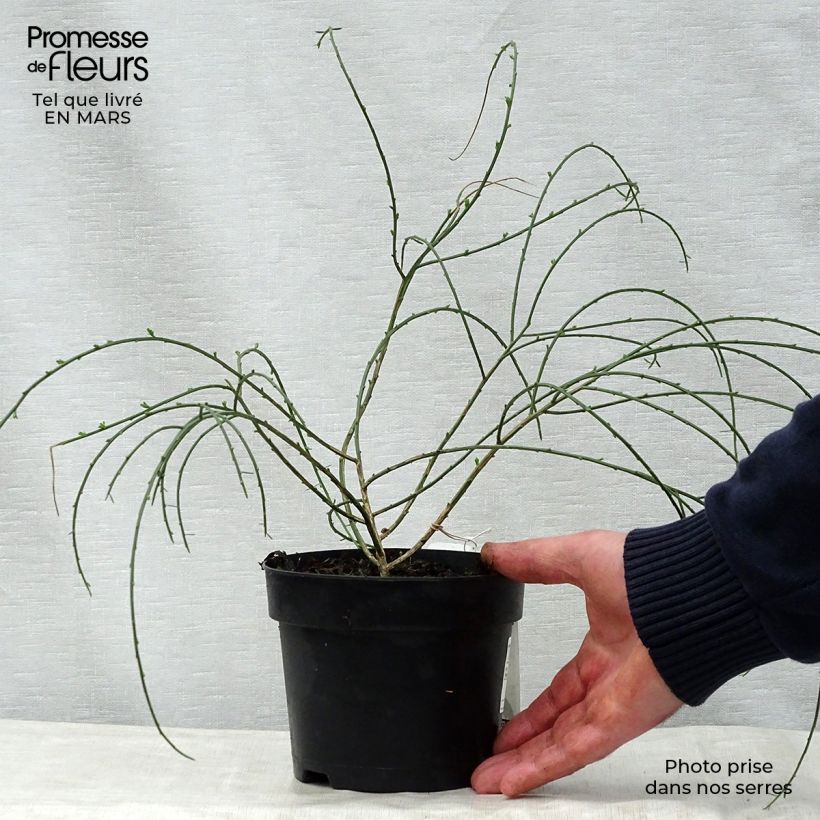 Genista lydia Maceta 1L/1,5LAltura de entrega aprox. 20/+cm Ejemplar entregado en la primavera