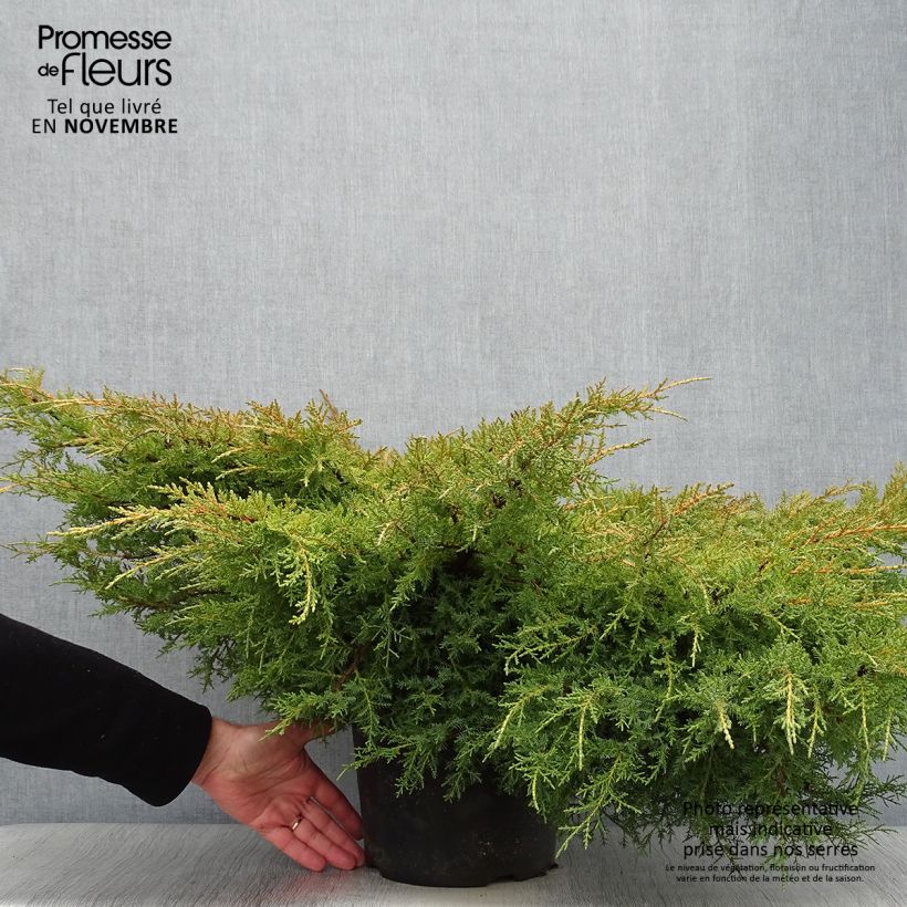 Ejemplar de Juniperus pfitzeriana Goldkissen - Enebro híbrido Maceta 7,5L/10L entregado en otoño