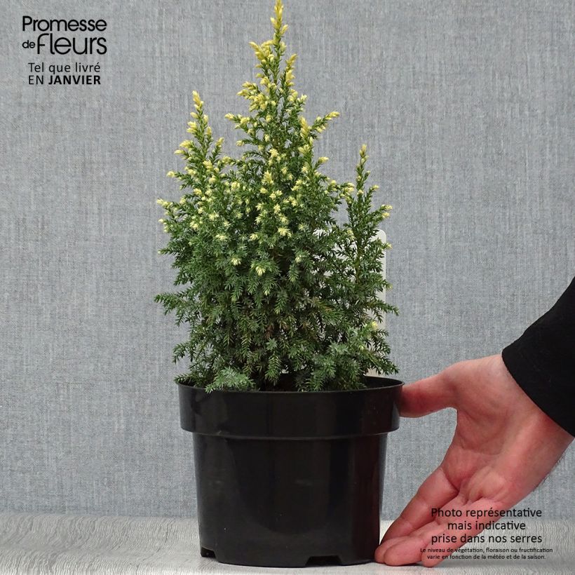 Juniperus pingii Hulsdonk Yellow - Enebro Maceta 2L/3L Ejemplar entregado en invierno