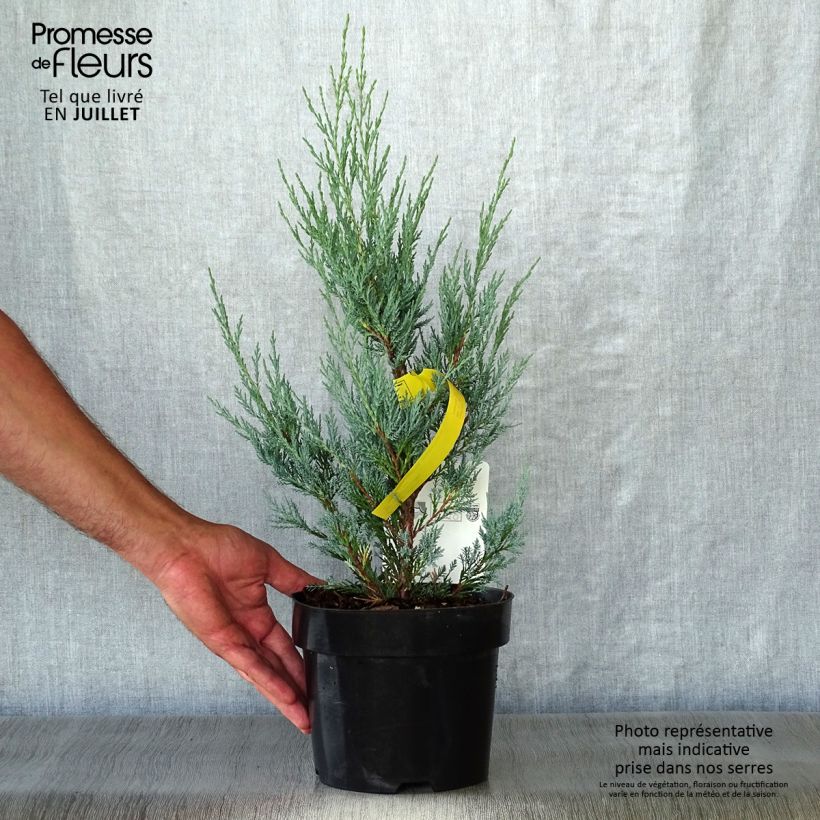 Ejemplar de Juniperus scopulorum Moonglow - Enebro de las Rocallosas Maceta 2L/3L entregado en verano