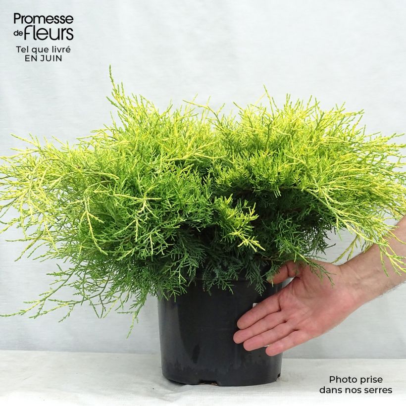 Ejemplar de Juniperus pfitzeriana Gold Coast - Enebro híbrido Maceta 7,5L/10LAltura de entrega aprox. 10/20cm entregado en verano