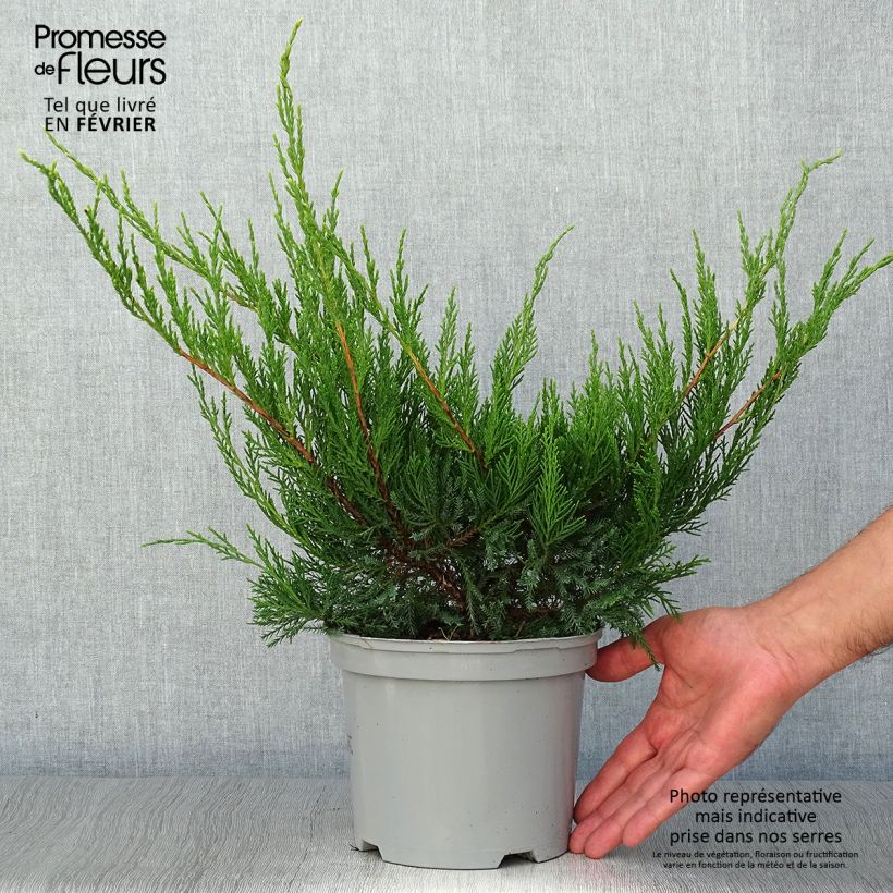 Ejemplar de Juniperus media Mint Julep - Enebro híbrido Maceta 2L/3L entregado en otoño