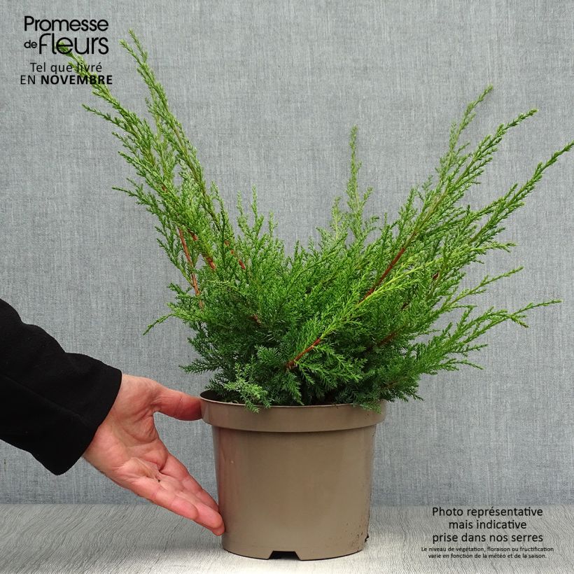 Ejemplar de Juniperus media Pfitzeriana Aurea - Enebro híbrido Maceta 2L/3L entregado en otoño
