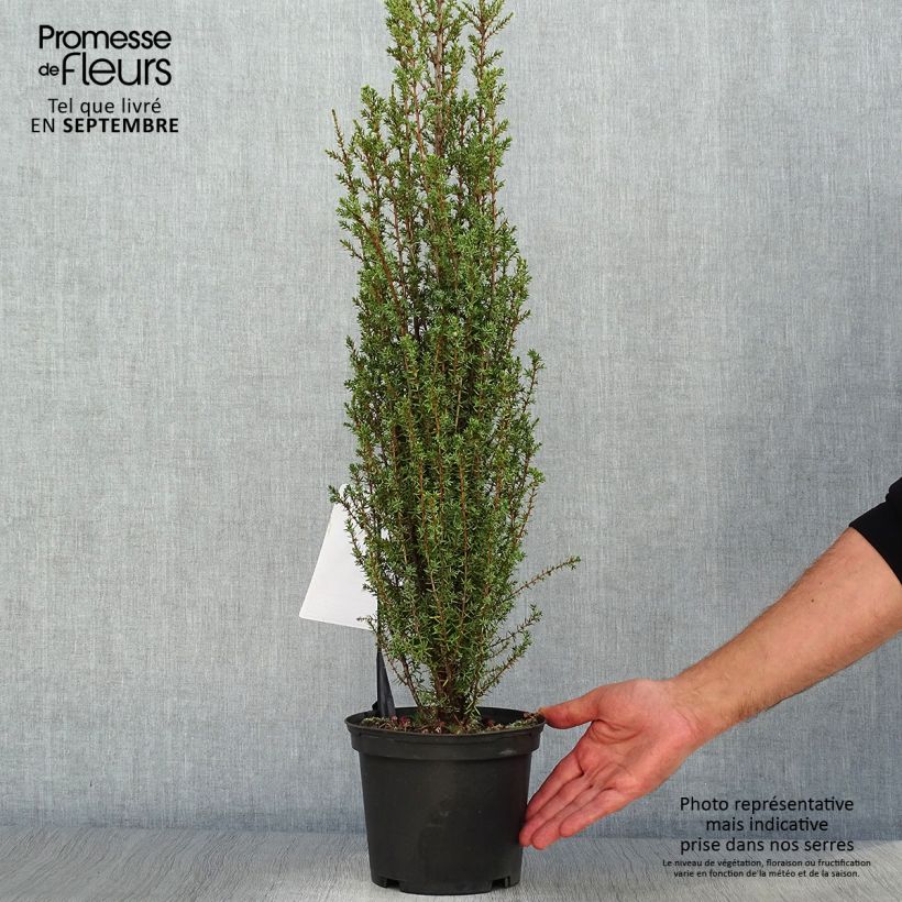 Ejemplar de Juniperus communis Sentinel - Enebro común Maceta 3L/4L entregado en otoño