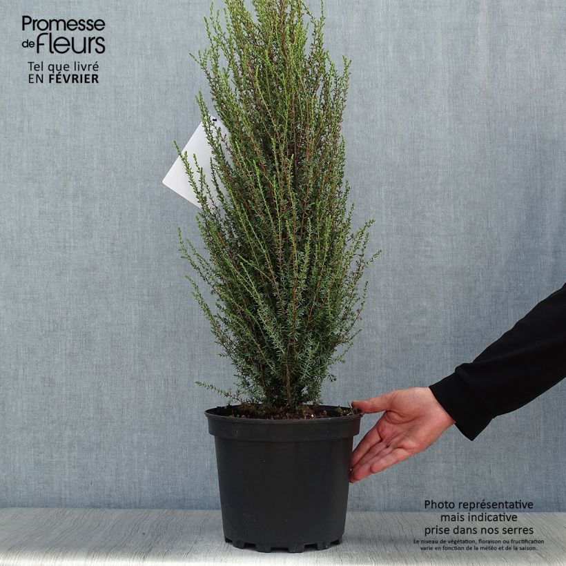Ejemplar de Juniperus communis Sentinel - Enebro común Maceta 7,5L/10L entregado en otoño