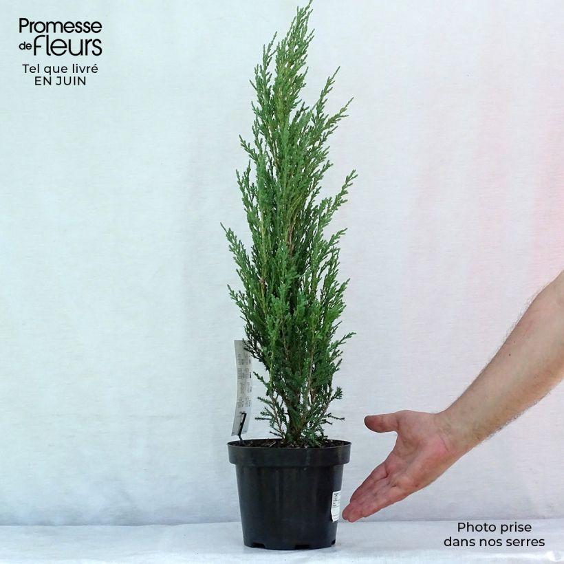 Ejemplar de Juniperus scopulorum Blue Arrow - Enebro de las Rocallosas Maceta 2L/3LAltura de entrega aprox. 60/80cm entregado en verano