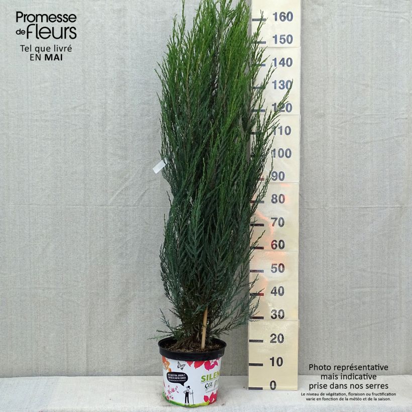 Juniperus scopulorum Blue Arrow - Enebro de las Rocallosas Maceta 6L/7LAltura de entrega aprox. 60/+cm Ejemplar entregado en la primavera