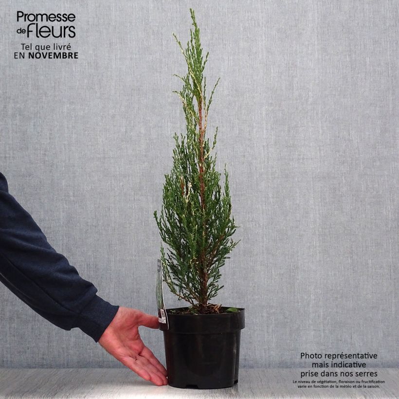 Ejemplar de Juniperus scopulorum Blue Ivory - Enebro de las Rocallosas Maceta 2L/3L entregado en otoño