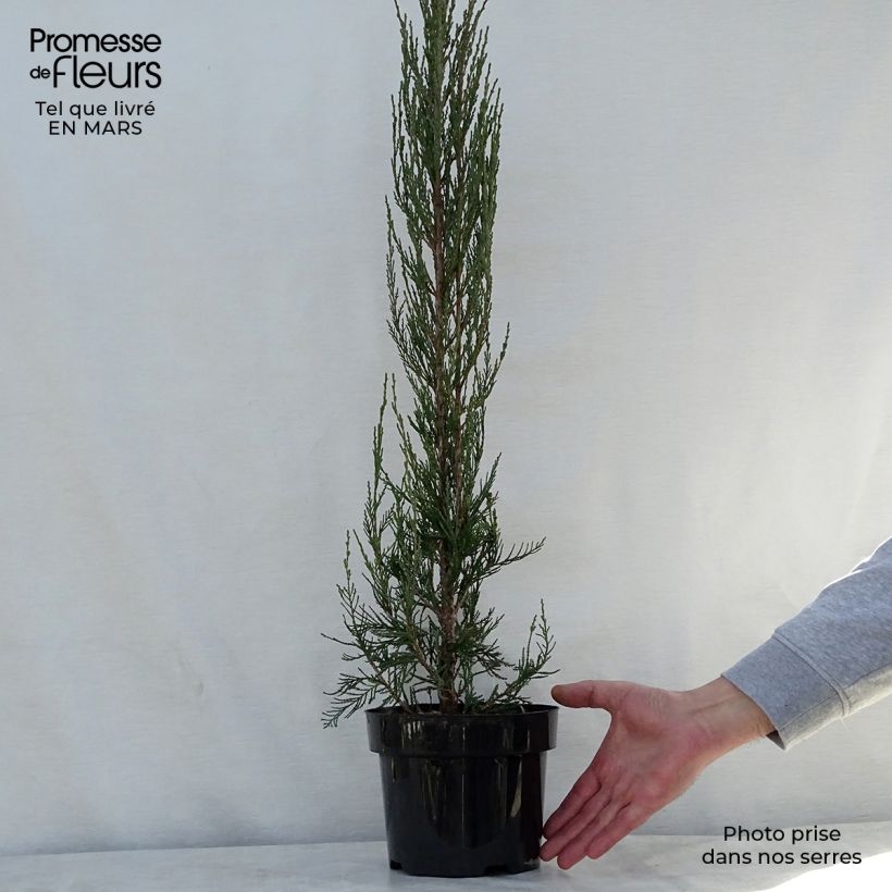 Juniperus scopulorum Skyrocket - Enebro de las Rocallosas Maceta 3L/4LAltura de entrega aprox. 40/50cm Ejemplar entregado en la primavera