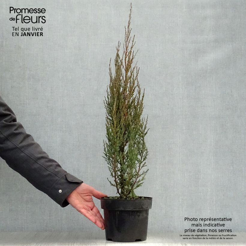 Juniperus scopulorum Skyrocket - Enebro de las Rocallosas Maceta 3L/4L Ejemplar entregado en invierno