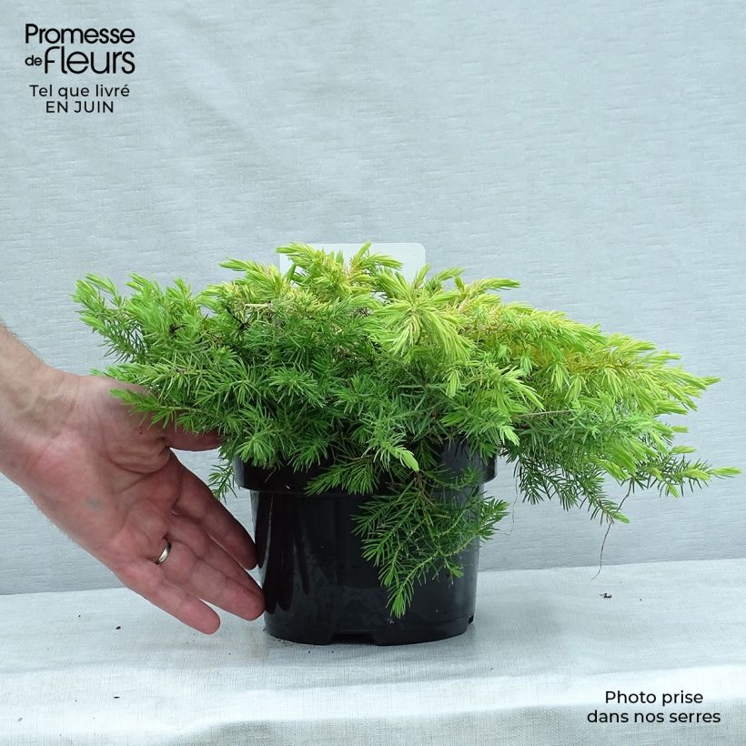 Ejemplar de Juniperus conferta All Gold - Enebro Maceta 2L/3L entregado en verano