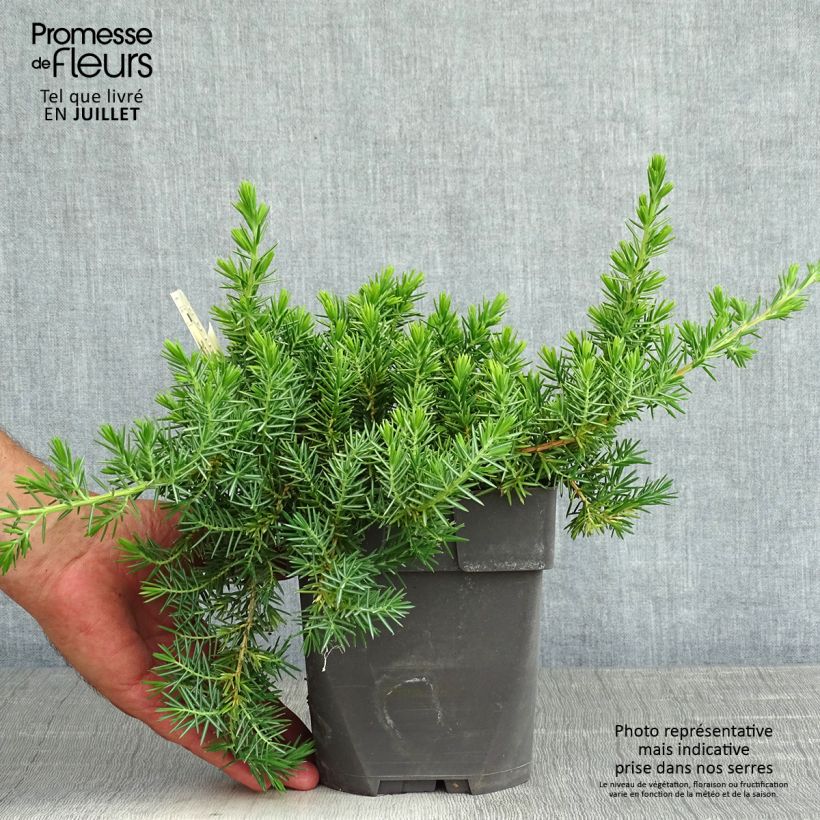 Ejemplar de Juniperus conferta Blue Pacific - Enebro Maceta 2L/3LAltura de entrega aprox. 10/15cm entregado en verano