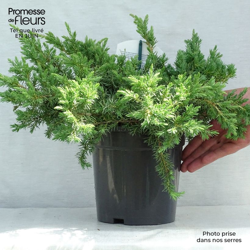 Ejemplar de Juniperus conferta Schlager - Enebro Maceta 2L/3LAltura de entrega aprox. 20/30cm entregado en verano