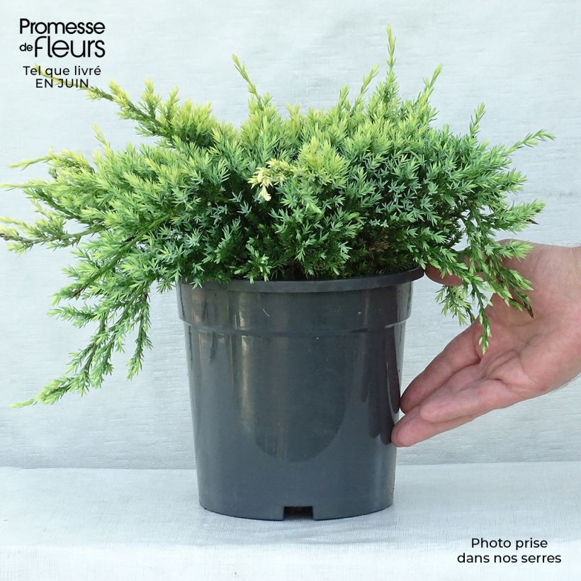 Ejemplar de Juniperus squamata Holger - Enebro escamoso Maceta 2L/3LAltura de entrega aprox. 20/30cm entregado en verano