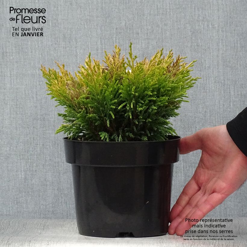 Juniperus horizontalis Limeglow - Enebro rastrero Maceta 2L/3L Ejemplar entregado en invierno