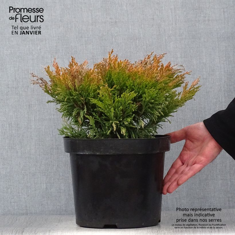 Juniperus horizontalis Limeglow - Enebro rastrero Maceta 7,5L/10LAltura de entrega aprox. 40/50cm Ejemplar entregado en invierno
