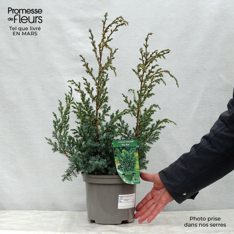 Juniperus chinensis Blaauw - Enebro de la China Maceta 2L/3LAltura de entrega aprox. 30cm Ejemplar entregado en la primavera