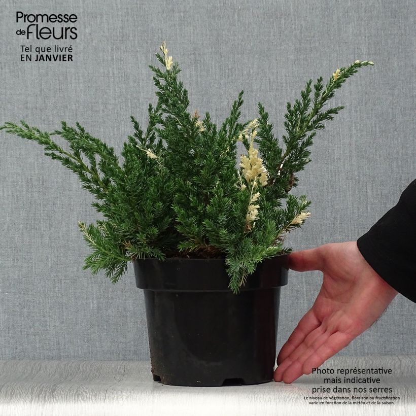 Juniperus chinensis Expansa Variegata - Enebro de la China Maceta 2L/3L Ejemplar entregado en invierno