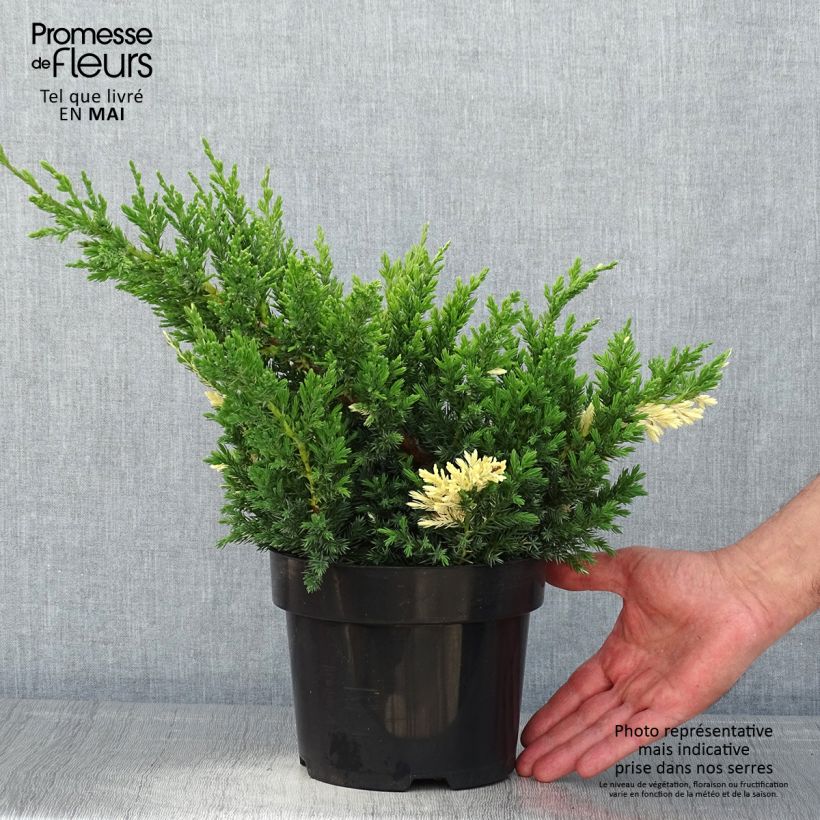 Juniperus chinensis Expansa Variegata - Enebro de la China Maceta 2L/3LAltura de entrega aprox. 30/40cm Ejemplar entregado en la primavera