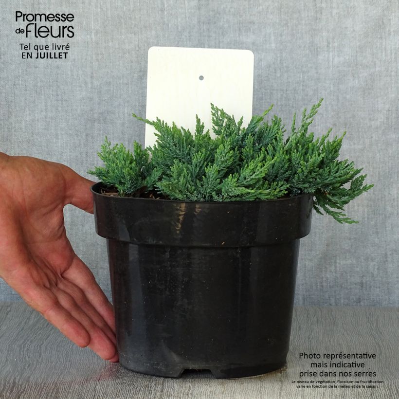 Ejemplar de Juniperus horizontalis Wiltonii - Enebro rastrero Maceta 3L/4L entregado en verano