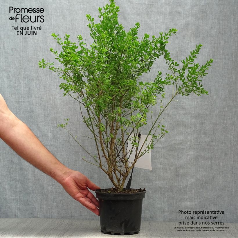 Ejemplar de Genista Porlock - Retama de tintes Maceta 2L/3LAltura de entrega aprox. 40/50cm entregado en verano
